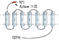 Anti-Human CCR2 (extracellular) Antibody