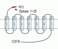 Human CCR2 (extracellular) Blocking Peptide