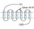 Human CCR3 (extracellular) Blocking Peptide