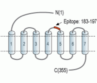 Human CCR3 (extracellular) Blocking Peptide