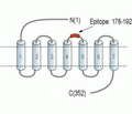Human CCR5 (extracellular) Blocking Peptide