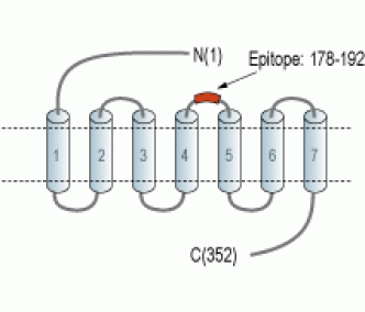 Human CCR5 (extracellular) Blocking Peptide