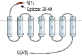 Anti-CCR7 (extracellular) Antibody
