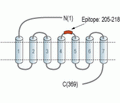 CCR9 (extracellular) Blocking Peptide