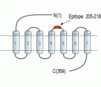 CCR9 (extracellular) Blocking Peptide