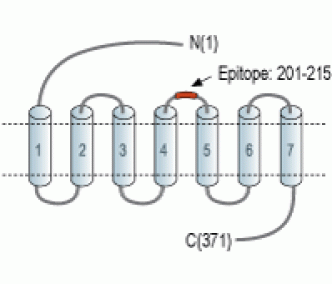 Rat CMKLR1 (extracellular) Blocking Peptide
