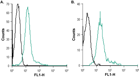 Anti-CXCR7 (ACKR3) (extracellular)-ATTO Fluor-488 Antibody