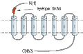 Anti-CCKBR (extracellular) Antibody