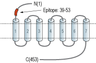 Anti-CCKBR (extracellular) Antibody