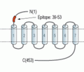 CCKBR (extracellular) Blocking Peptide