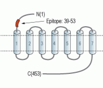 CCKBR (extracellular) Blocking Peptide