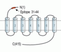 CRF1/CRHR1 (extracellular) Blocking Peptide