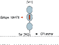 Anti-CNTFRα (extracellular) Antibody