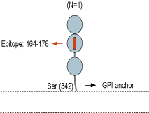 Anti-CNTFRα (extracellular) Antibody
