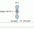 CNTFRα (extracellular) Blocking Peptide