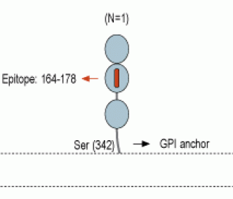 CNTFRα (extracellular) Blocking Peptide