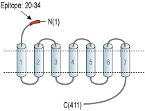Anti-CRF2/CRHR2 (extracellular) Antibody