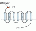 CRF2/CRHR2 (extracellular) Blocking Peptide