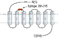 Anti-Calcitonin Receptor (extracellular) Antibody