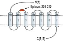 Anti-Calcitonin Receptor (extracellular) Antibody