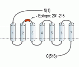 Calcitonin Receptor (extracellular) Blocking Peptide