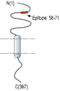 Anti-CX3CL1 (extracellular) Antibody