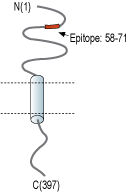 Anti-CX3CL1 (extracellular) Antibody