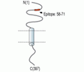 CX3CL1 (extracellular) Blocking Peptide