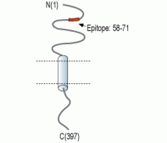 CX3CL1 (extracellular) Blocking Peptide