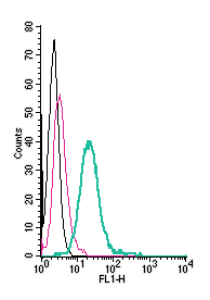Anti-CX3CR1 (extracellular)-FITC Antibody