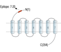 CX3CR1 (extracellular) Blocking Peptide