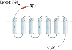 Anti-CX3CR1 (extracellular) Antibody