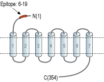 Anti-Human CX3CR1 (extracellular) Antibody