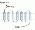 Human CX3CR1 (extracellular) Blocking Peptide