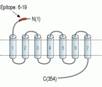 Human CX3CR1 (extracellular) Blocking Peptide