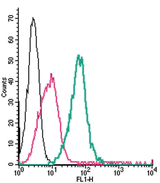Anti-CRLR/CALCRL (extracellular)-FITC Antibody