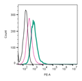 Anti-CRLR/CALCRL (extracellular)-PE Antibody
