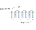 CRLR/CALCRL (extracellular) Blocking Peptide
