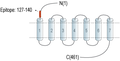 Anti-CRLR/CALCRL (extracellular) Antibody