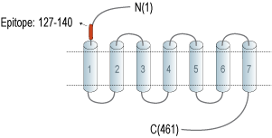 Anti-CRLR/CALCRL (extracellular) Antibody