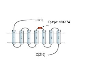 Anti-Human GPR55 (extracellular) Antibody