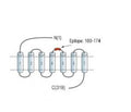 Human GPR55 (extracellular) Blocking Peptide