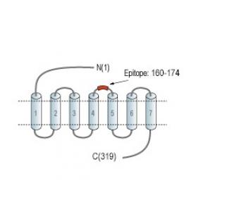 Human GPR55 (extracellular) Blocking Peptide