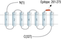 Anti-GPR55 (extracellular) Antibody