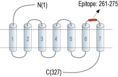 Anti-GPR55 (extracellular) Antibody