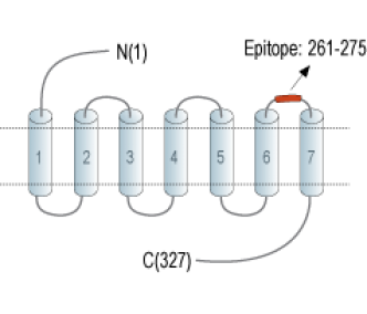 GPR55 (extracellular) Blocking Peptide