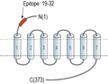 Anti-CCR2 (extracellular) Antibody