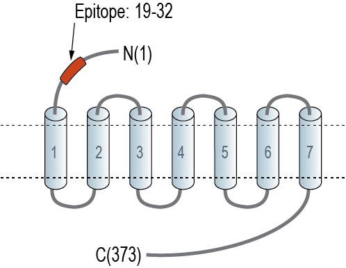 Anti-CCR2 (extracellular) Antibody