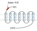 CCR2 (extracellular) Blocking Peptide