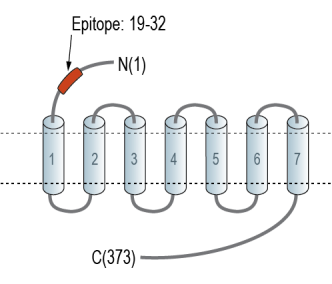 CCR2 (extracellular) Blocking Peptide